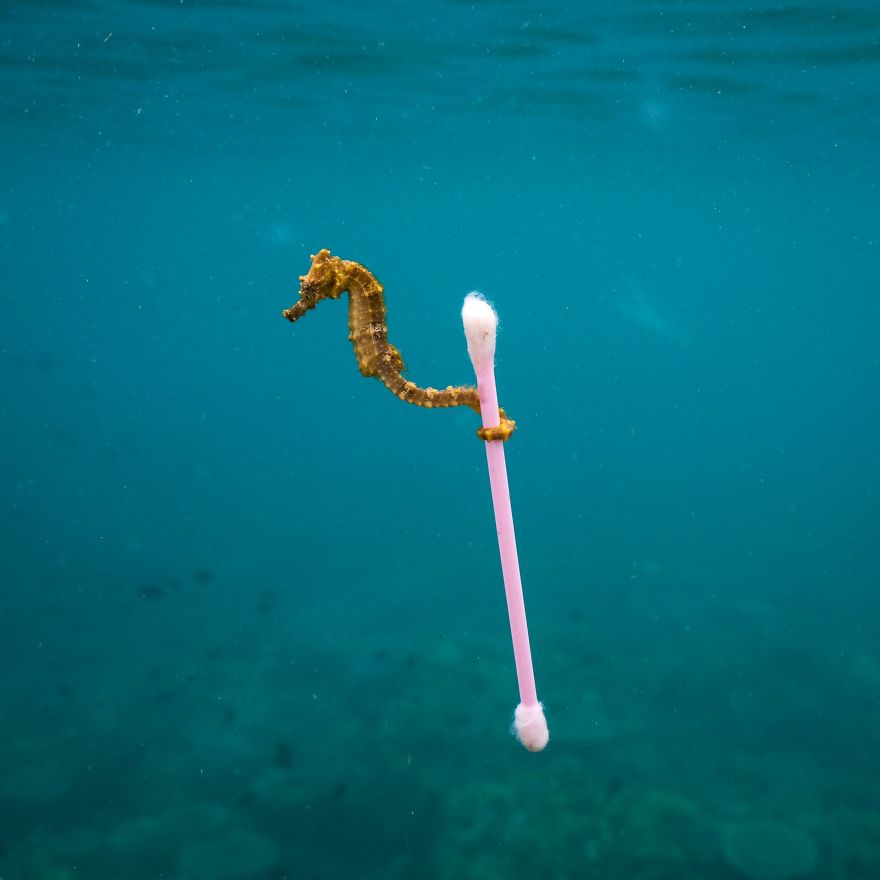La naturaleza más salvaje, la fotografía más animal…