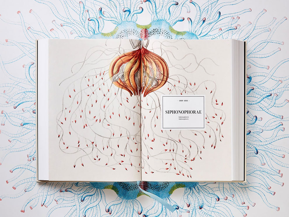 “The Art And Science Of Ernst Haeckel”. Vas a ver la biología de otra forma (y con otros colores…)