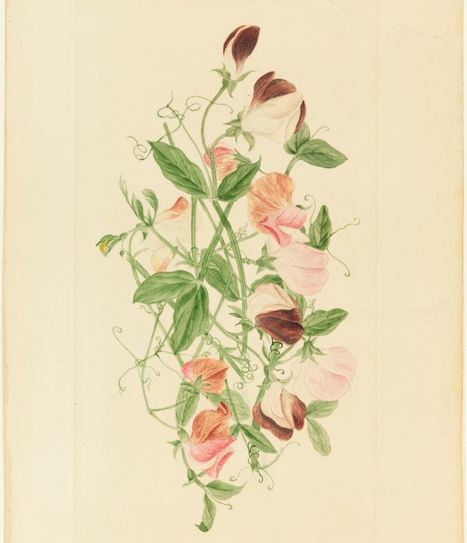 #MuseumBouquet: flores para recordarnos que siguen ahí…