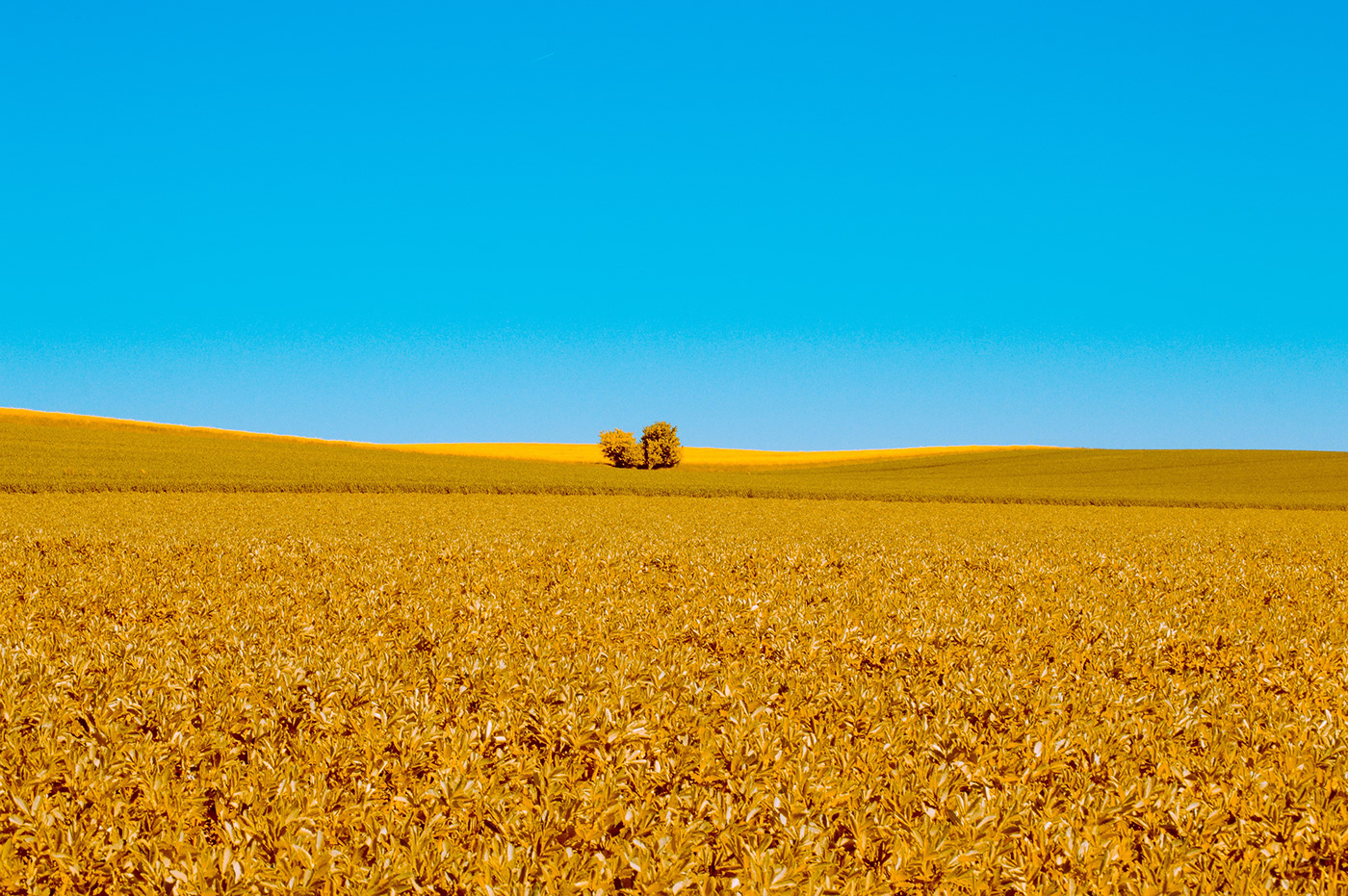 Ah, los campos de Niedersachsen…