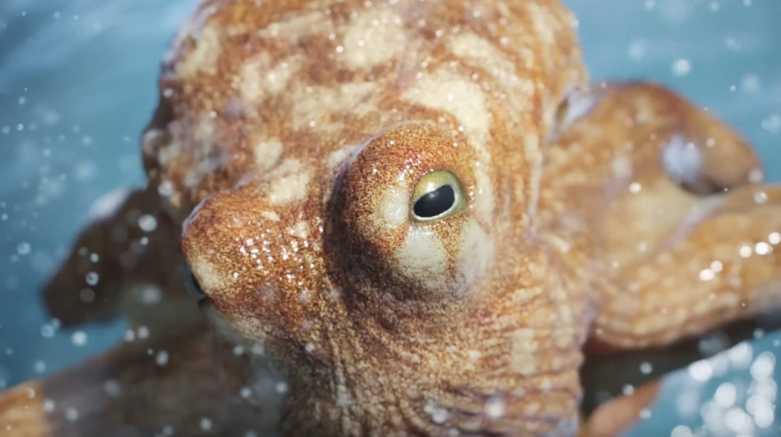 Cuando un pulpo te explica mejor que nadie cómo se conduce un BMW…