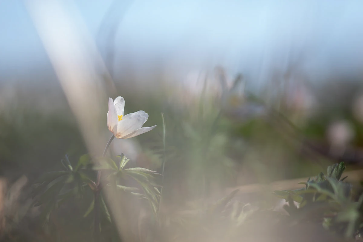 Vísceras de primavera: ‘Yes, of course it hurts’, de Lena Sanver