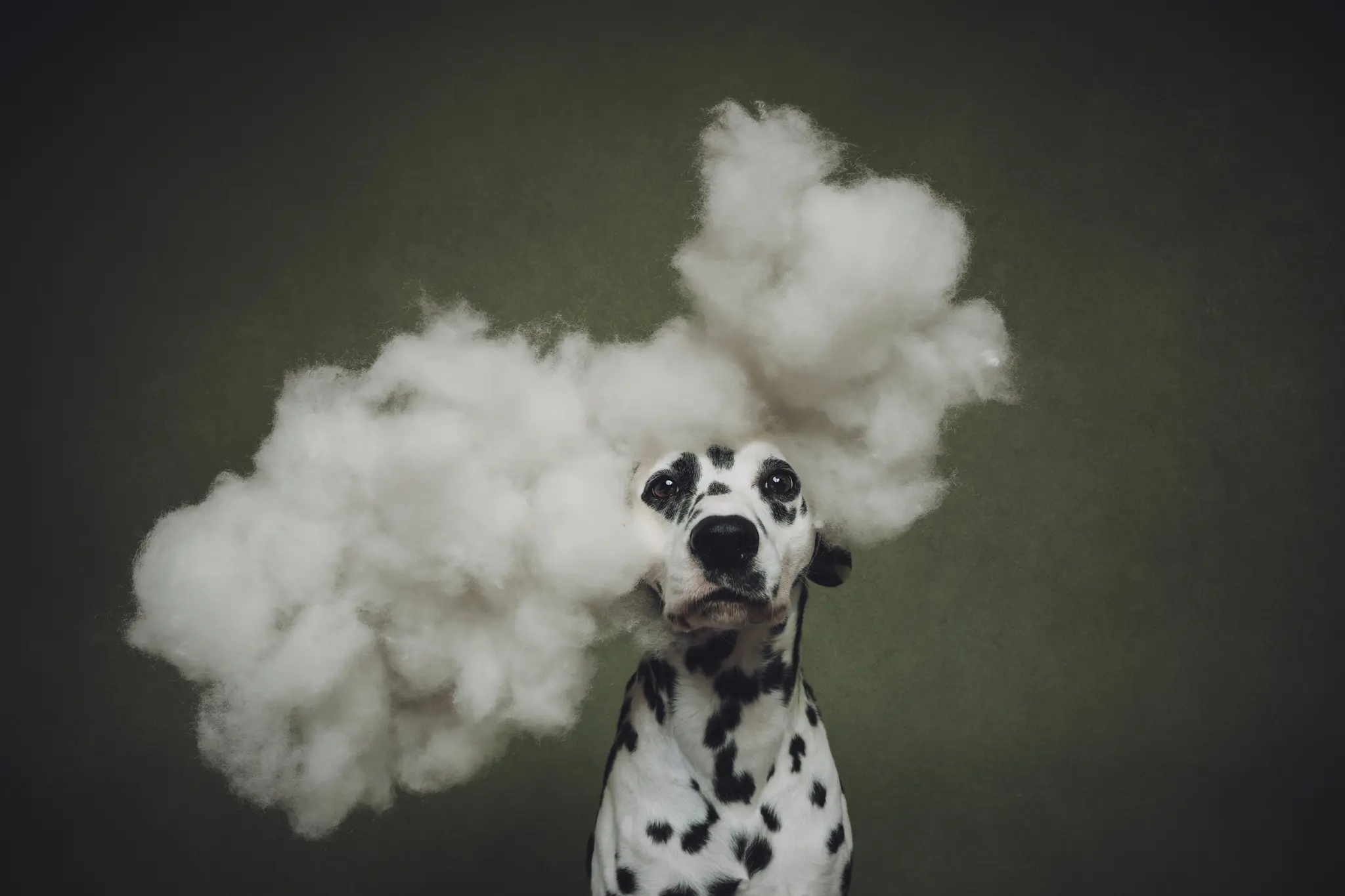 Casi una década después, los perros siguen teniendo demasiada personalidad para una sola foto…
